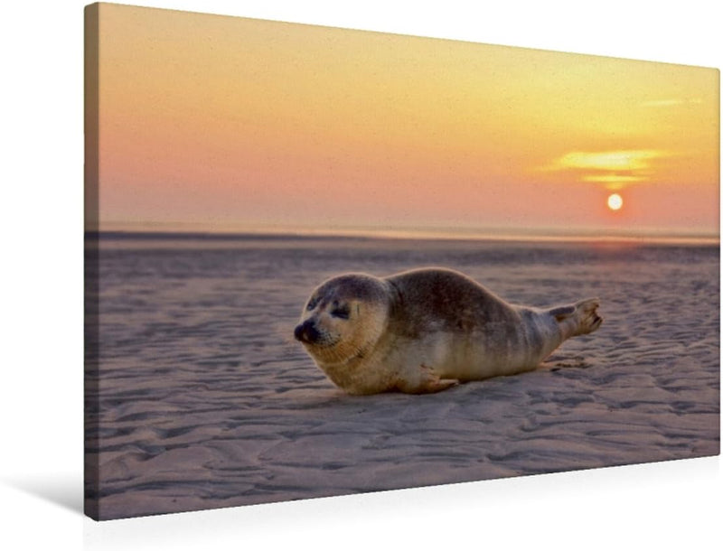 Premium Textil-Leinwand 75 x 50 cm Quer-Format Robbe am Strand von St. Peter-Ording | Wandbild, HD-B