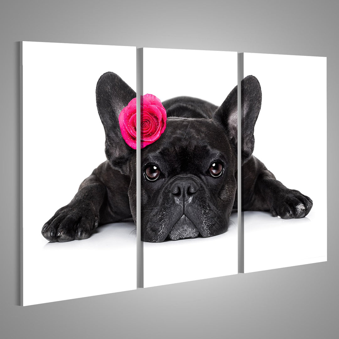 islandburner Bild auf Leinwand Französische Bulldogge Wandbild Poster Kunstdruck Bilder Format: 130x
