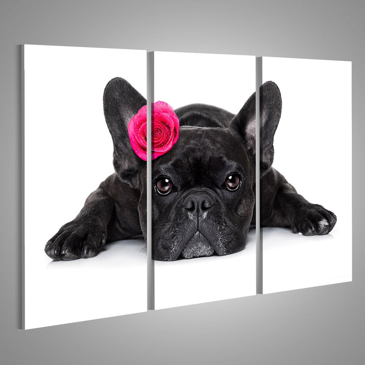 islandburner Bild auf Leinwand Französische Bulldogge Wandbild Poster Kunstdruck Bilder Format: 130x
