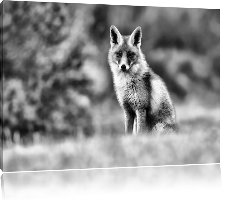 Pixxprint Listiger Fuchs als Leinwandbild/Grösse: 100x70 / Wandbild/Kunstdruck/fertig bespannt, 100x