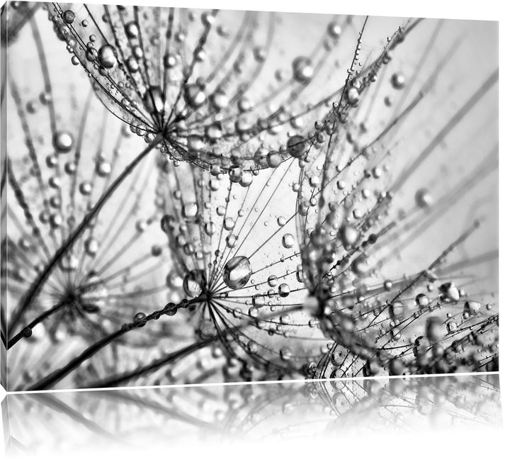 Pixxprint Monocrome, Pusteblumen Schirmflieger mit Tau, Format: 100x70 auf Leinwand, XXL riesige Bil