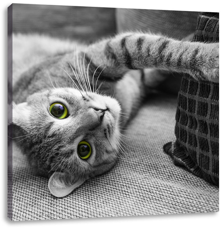 Pixxprint niedliche Katze spielt mit Kissen schwarz/weiss, Format: 70x70 auf Leinwand, 70x70