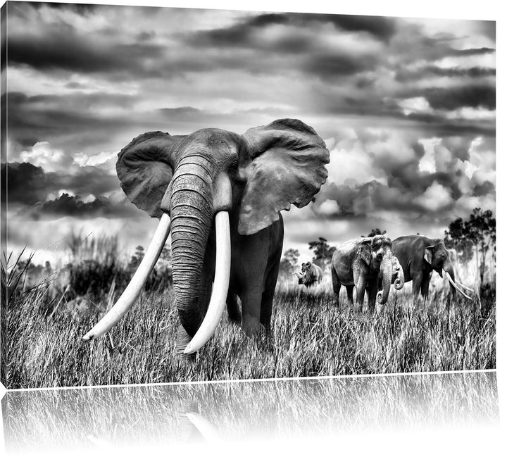 Pixxprint Stolzer Elefant in Savanne als Leinwandbild/Grösse: 100x70 / Wandbild/Kunstdruck/fertig be
