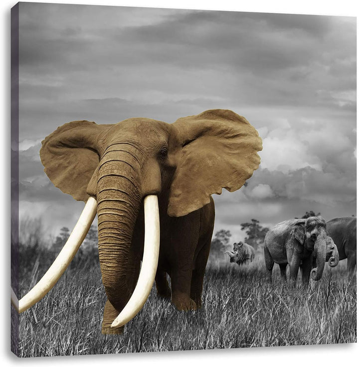 Pixxprint Elefanten in der Savanne als Leinwandbild Quadratisch/Grösse: 70x70 / Wandbild/Kunstdruck/