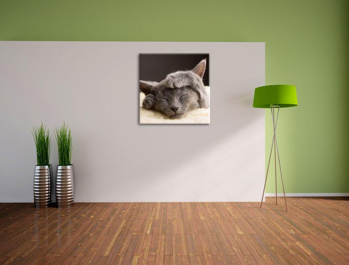 Pixxprint Süsses Kätzchen, Format: 70x70 auf Leinwand, XXL riesige Bilder fertig gerahmt mit Keilrah