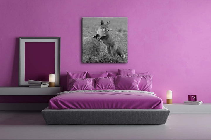 deyoli Verspielter süsser Fuchs Format: 70x70 Effekt: Schwarz&Weiss als Leinwandbild, Motiv auf Echt