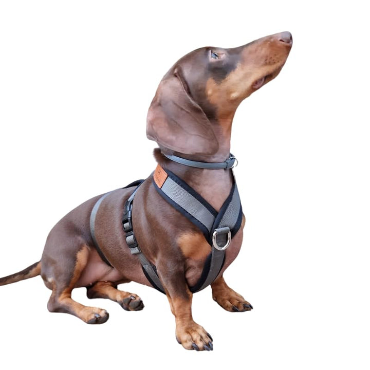 3-Punkt-Gurt mit Anti-Ziehen, ideal für Lebreles: Italienischer Windhund, Whippet, Windhund, Podenco