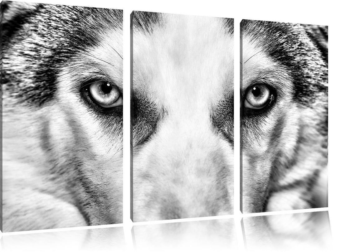 Pixxprint Husky mit Eisblauen Augen als Leinwandbild/Grösse: 3 Teilig (120x80) cm/Wandbild/Kunstdruc