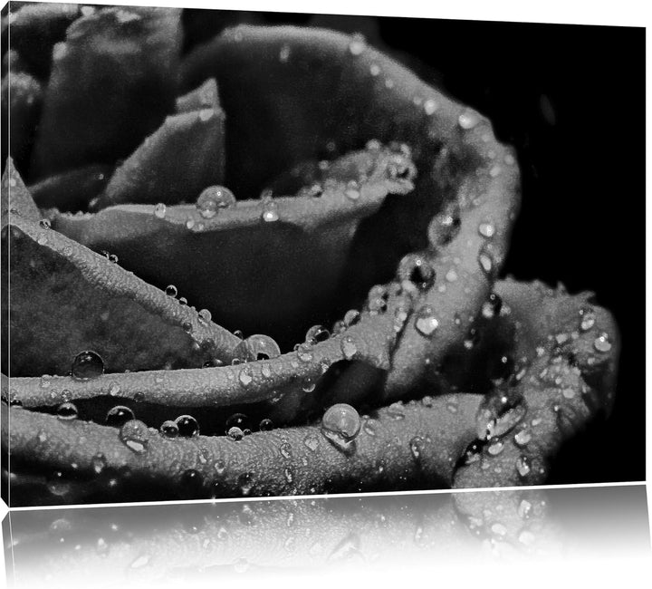 Pixxprint Tropfen auf roter Rose als Leinwandbild | Grösse: 100x70 | Wandbild| Kunstdruck | fertig b