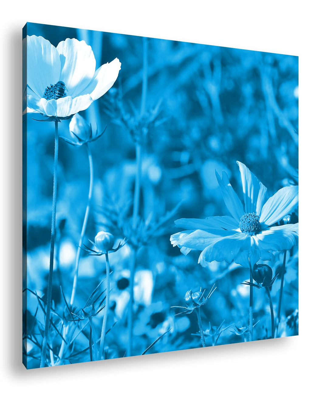 deyoli blühende Blumenwiese Format: 70x70 Effekt: Monocrome Blau als Leinwand, Motiv fertig gerahmt
