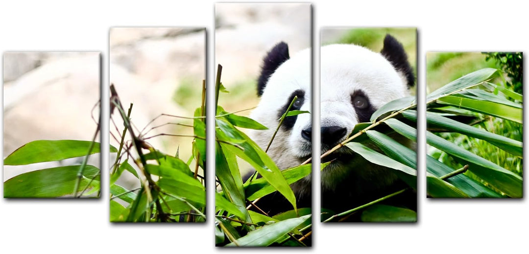 Bilderdepot24 Bild auf Leinwand | Pandabär in 70x50 cm als Wandbild | Wand-deko Dekoration Wohnung m
