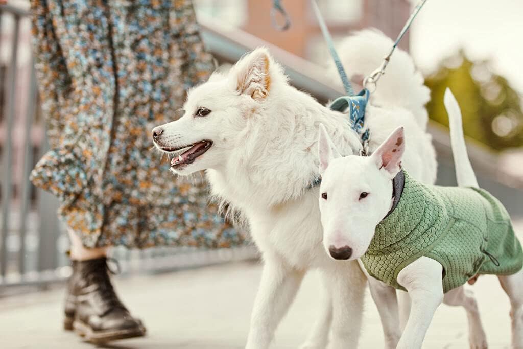 Hurtta Razzle-Dazzle Midlayer Jacke für Hunde, verstellbar, wendbar, Pull On, unter Regenmänteln und
