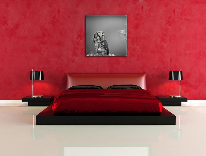 Pixxprint Kleine neugierige Eule schwarz/weiss, Format: 70x70 auf Leinwand, 70x70
