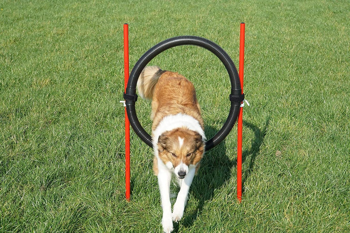 Agility-ÜBUNGS-ANFÄNGER-Set MIT SPRUNGRING/Slalom/HÜRDEN IN ROT/BLAU