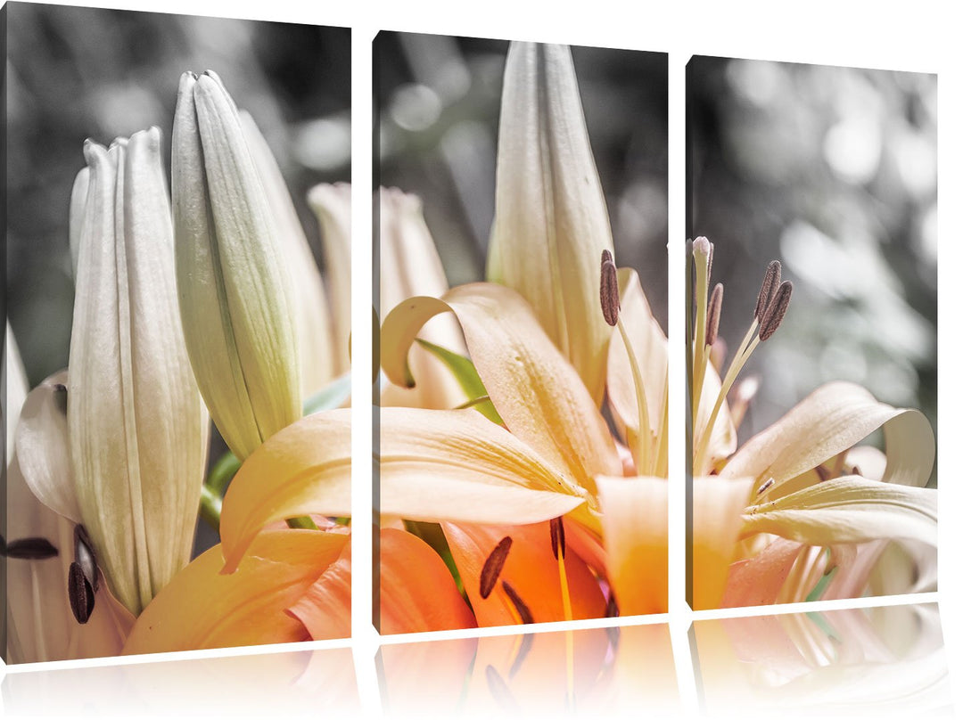 Pixxprint schöne orangene Lilien B&W Detail 3-Teiler Leinwandbild 120x80 Bild auf Leinwand