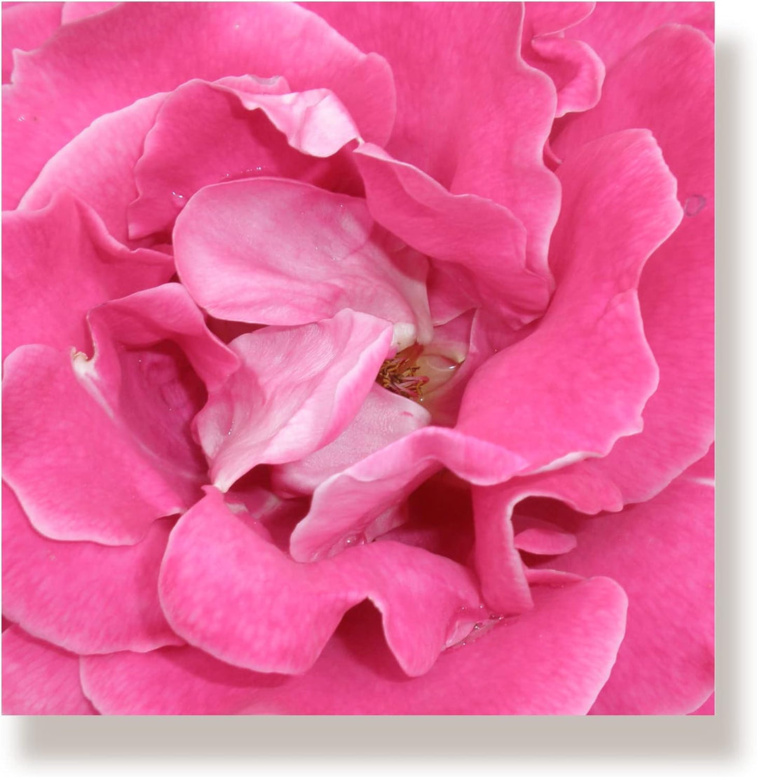 WunschPIXEL – Wandbild Blumen auf weissem Acrylglas, Set 4-teilig je 20x20 cm, quadratisch, Rosen, G