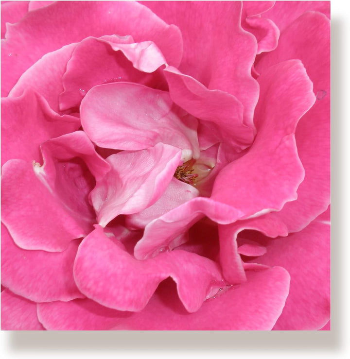 WunschPIXEL – Wandbild Blumen auf weissem Acrylglas, Set 4-teilig je 20x20 cm, quadratisch, Rosen, G
