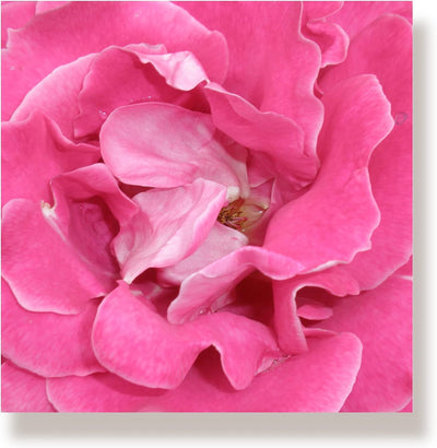 WunschPIXEL – Wandbild Blumen auf weissem Acrylglas, Set 4-teilig je 20x20 cm, quadratisch, Rosen, G