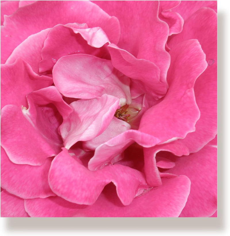 WunschPIXEL – Wandbild Blumen auf weissem Acrylglas, Set 4-teilig je 20x20 cm, quadratisch, Rosen, G