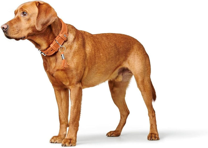 HUNTER CANNES Hundehalsband, Leder, Nappaleder, weich, edel, elegant, 70 (L-XL), orange 70 (L-XL) or