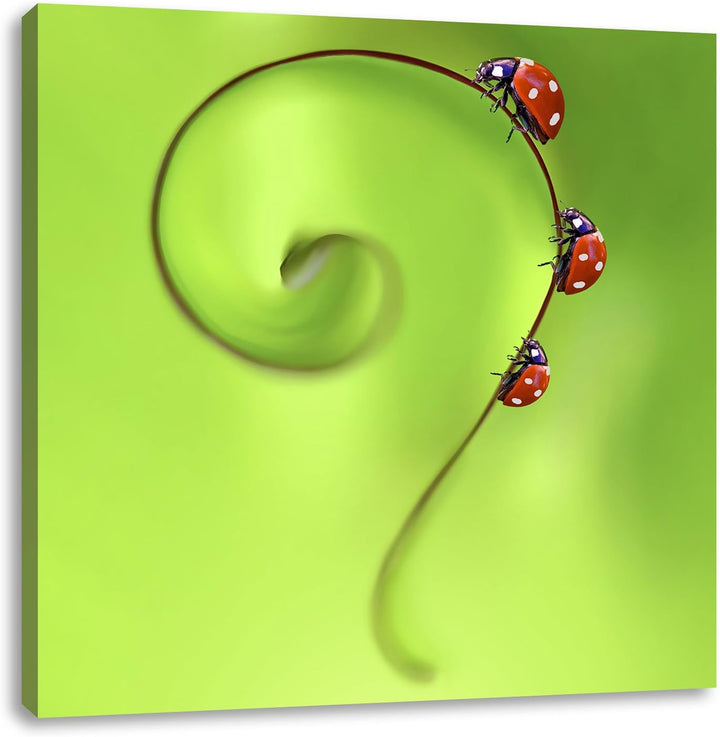 Pixxprint Marienkäfer Folgen dem Fragezeichen, Format: 70x70 auf Leinwand, 70x70