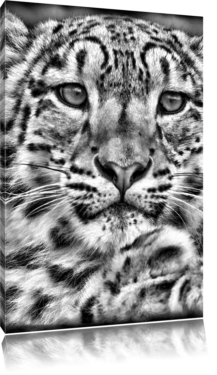 Pixxprint Monocrome, scheuer Schneeleopard, Format: 100x70 auf Leinwand, 100x70