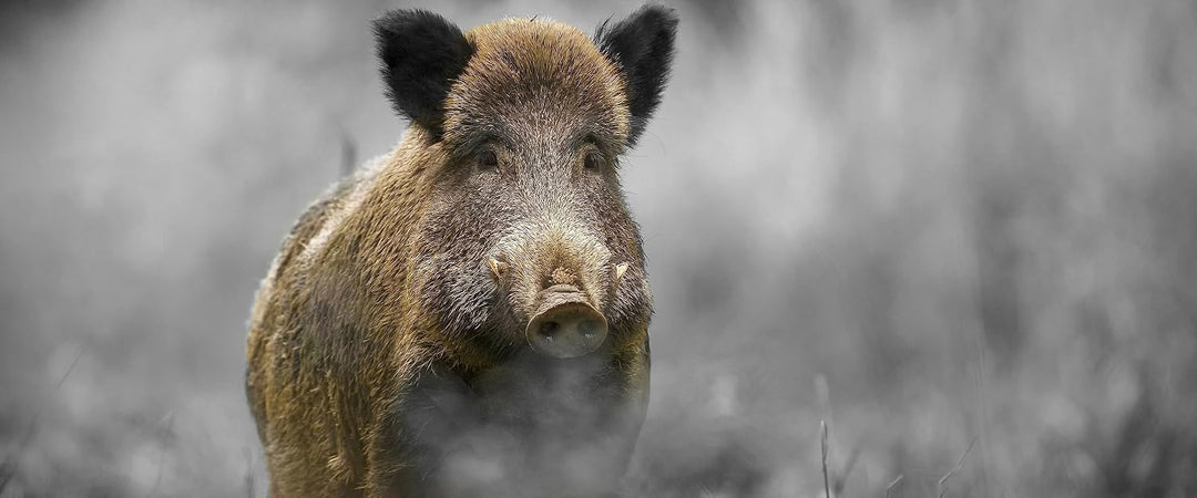 Glasbild Panorama | Wandbild aus Echtglas | einsames Wildschwein im Wald | 120x50 cm | inkl. Aufhäng