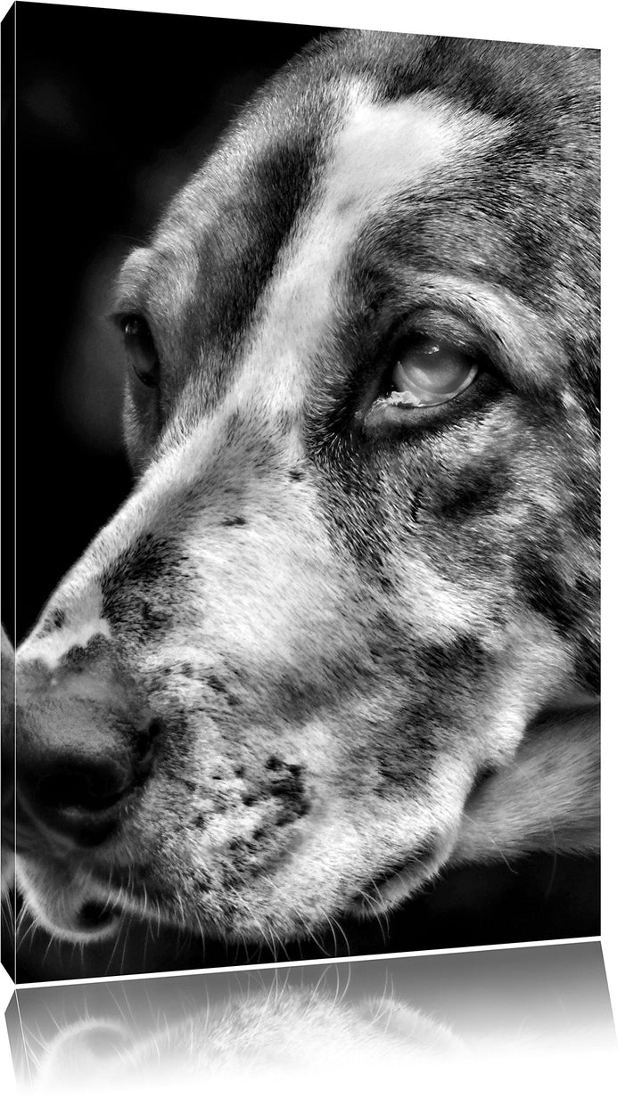 Pixxprint hübscher Hund im Seitenprofil als Leinwandbild | Grösse: 100x70 | Wandbild| Kunstdruck | f