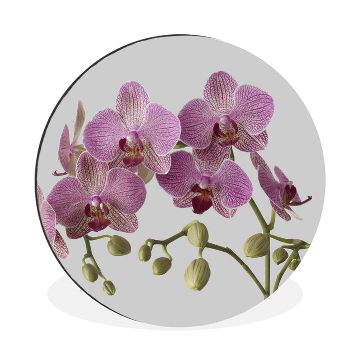 MuchoWow Wandbild Rund Wanddeko Deko Wohnzimmer Bilder 30x30 cm Orchideen auf grauem Hintergrund, 30