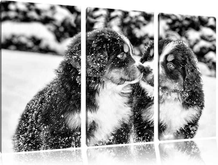 Pixxprint Monocrome, Bernersennen Hunde Welpen im Schnee 3-Teiler Leinwandbild 120x80 Bild auf Leinw
