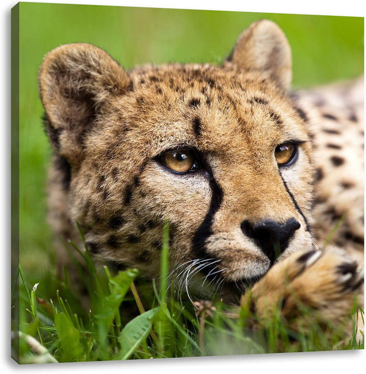 Pixxprint Gepard im Gras, Format: 70x70 auf Leinwand, XXL riesige Bilder fertig gerahmt mit Keilrahm