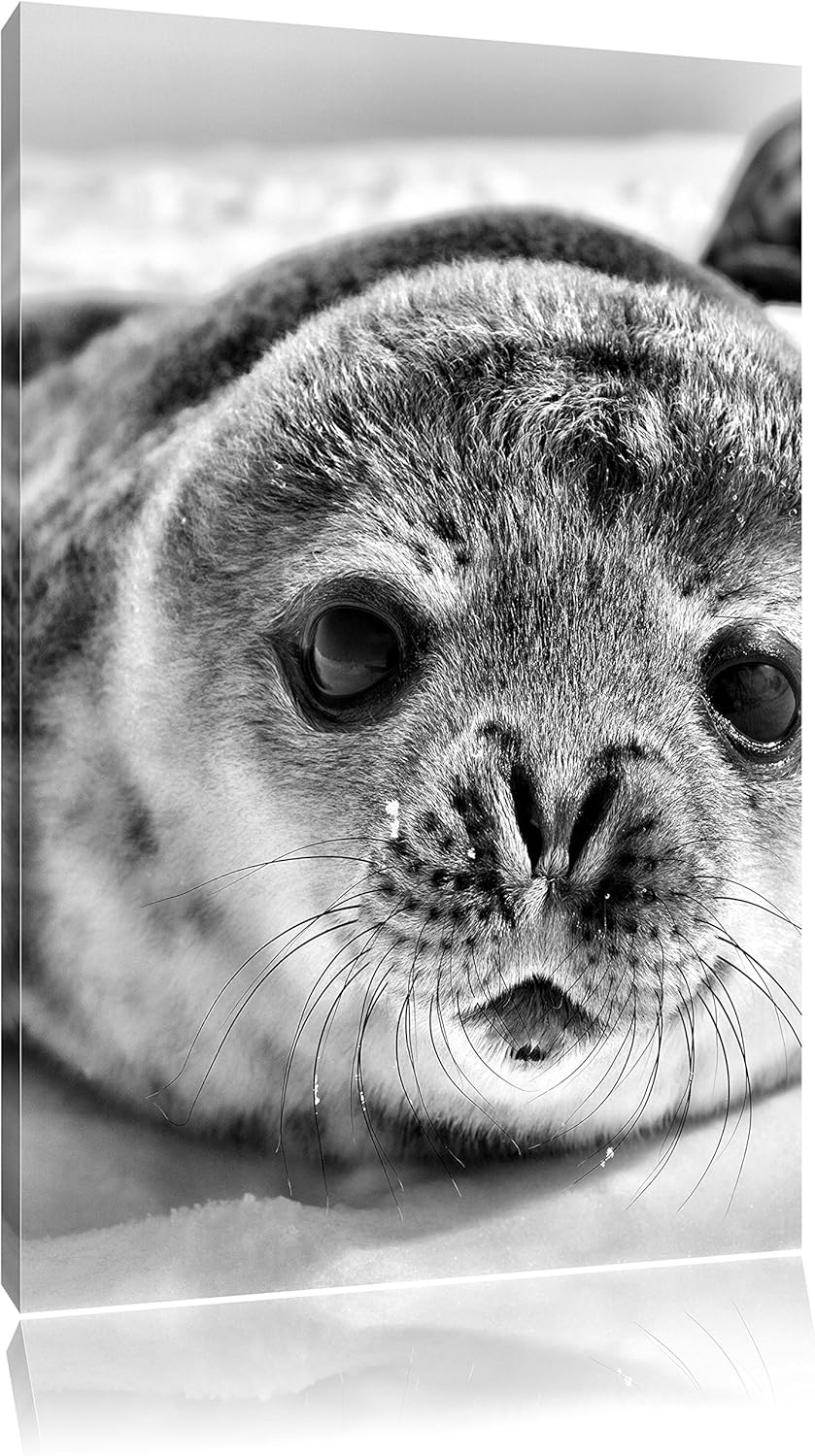 Pixxprint Süsses Robben Baby als Leinwandbild/Grösse: 120x80 cm/Wandbild/Kunstdruck/fertig bespannt,