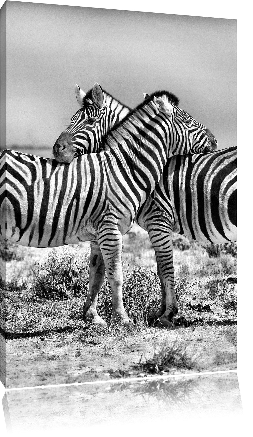 Pixxprint Schmusende Zebras als Leinwandbild/Grösse: 100x70 cm/Wandbild/Kunstdruck/fertig bespannt,