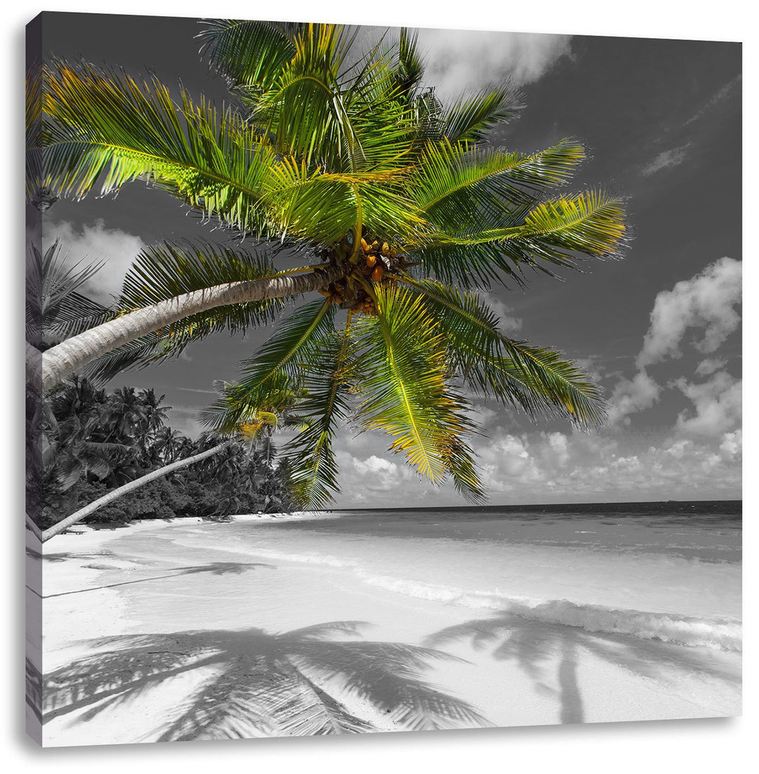 Pixxprint riesige Palem über Strand schwarz/weiss, Format: 70x70 auf Leinwand, 70x70