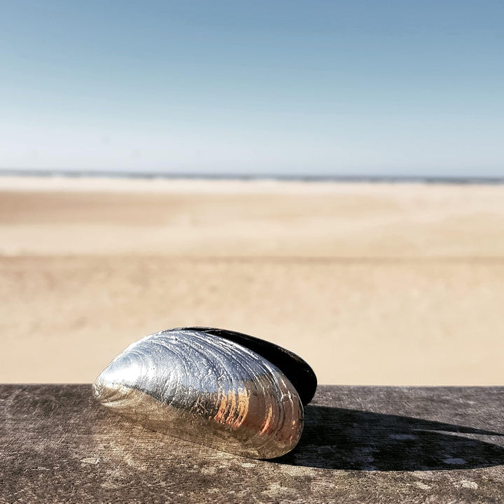 Anovi Muschelbesteck 2-teilig