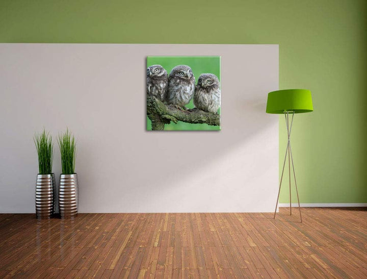 Drei Eulen auf Ast, Format: 70x70 auf Leinwand, XXL riesige Bilder fertig gerahmt mit Keilrahmen, Ku