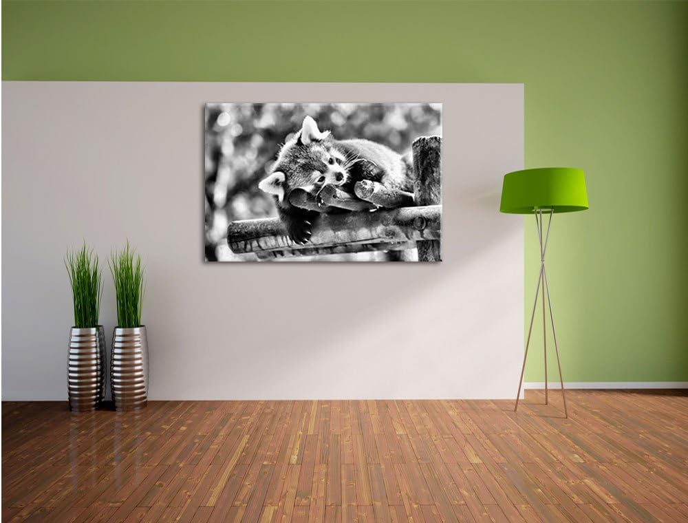 Pixxprint Kleiner Panda träumt als Leinwandbild/Grösse: 100x70 cm/Wandbild/Kunstdruck/fertig bespann