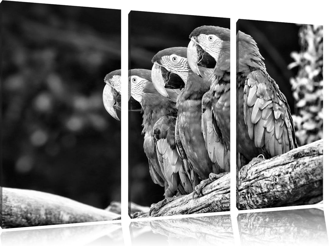 Papageien auf AST als Leinwandbild/Grösse: 3 Teilig (120x80) cm/Wandbild/Kunstdruck/fertig bespannt