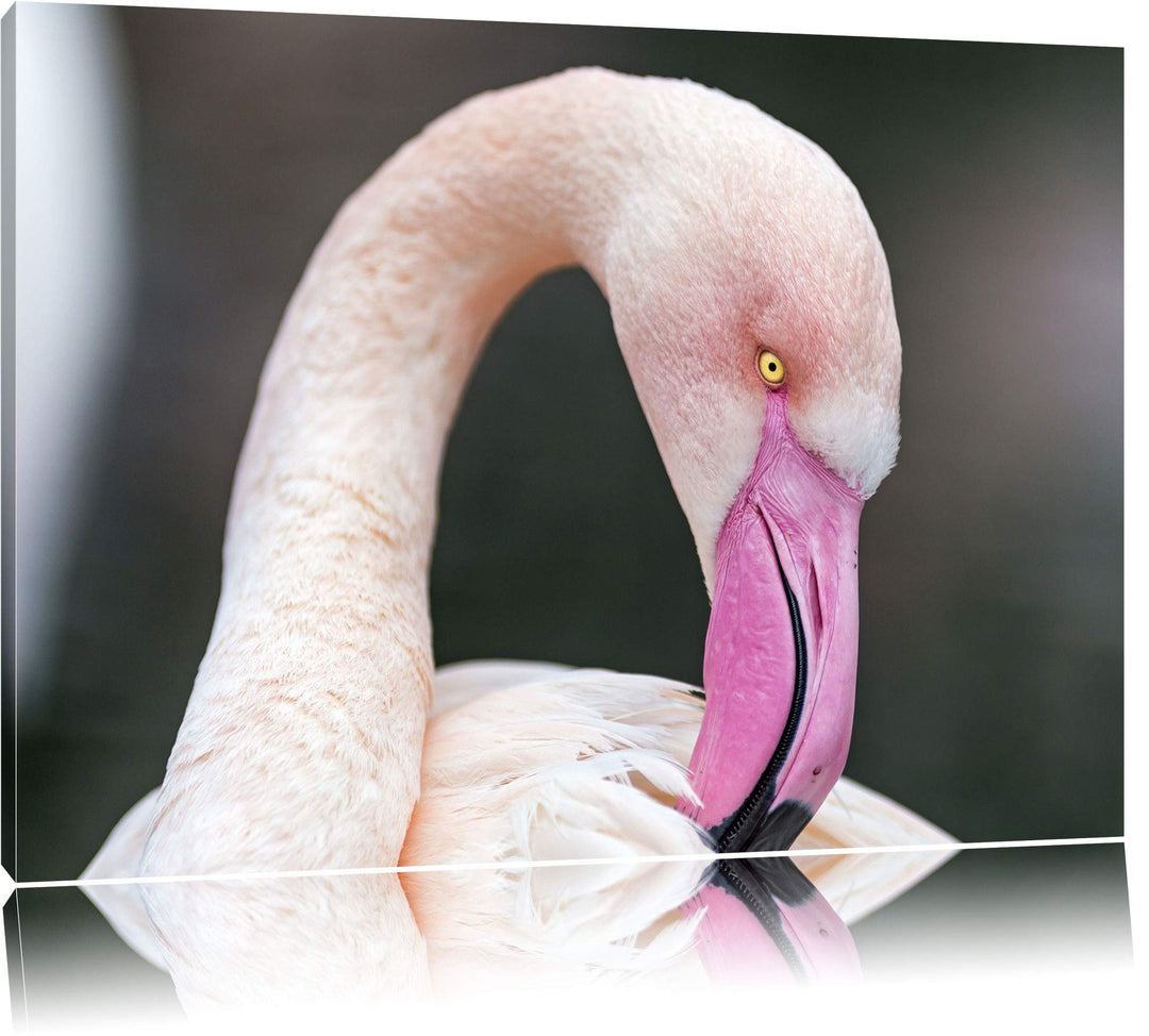 Pixxprint Flamingo beim Putzen auf Leinwand, XXL riesige Bilder fertig gerahmt mit Keilrahmen, Kunst