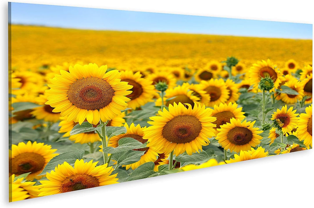 islandburner Bild auf Leinwand Schönes Sonnenblumenfeld Im Sommer Bilder Wandbilder Poster Leinwand