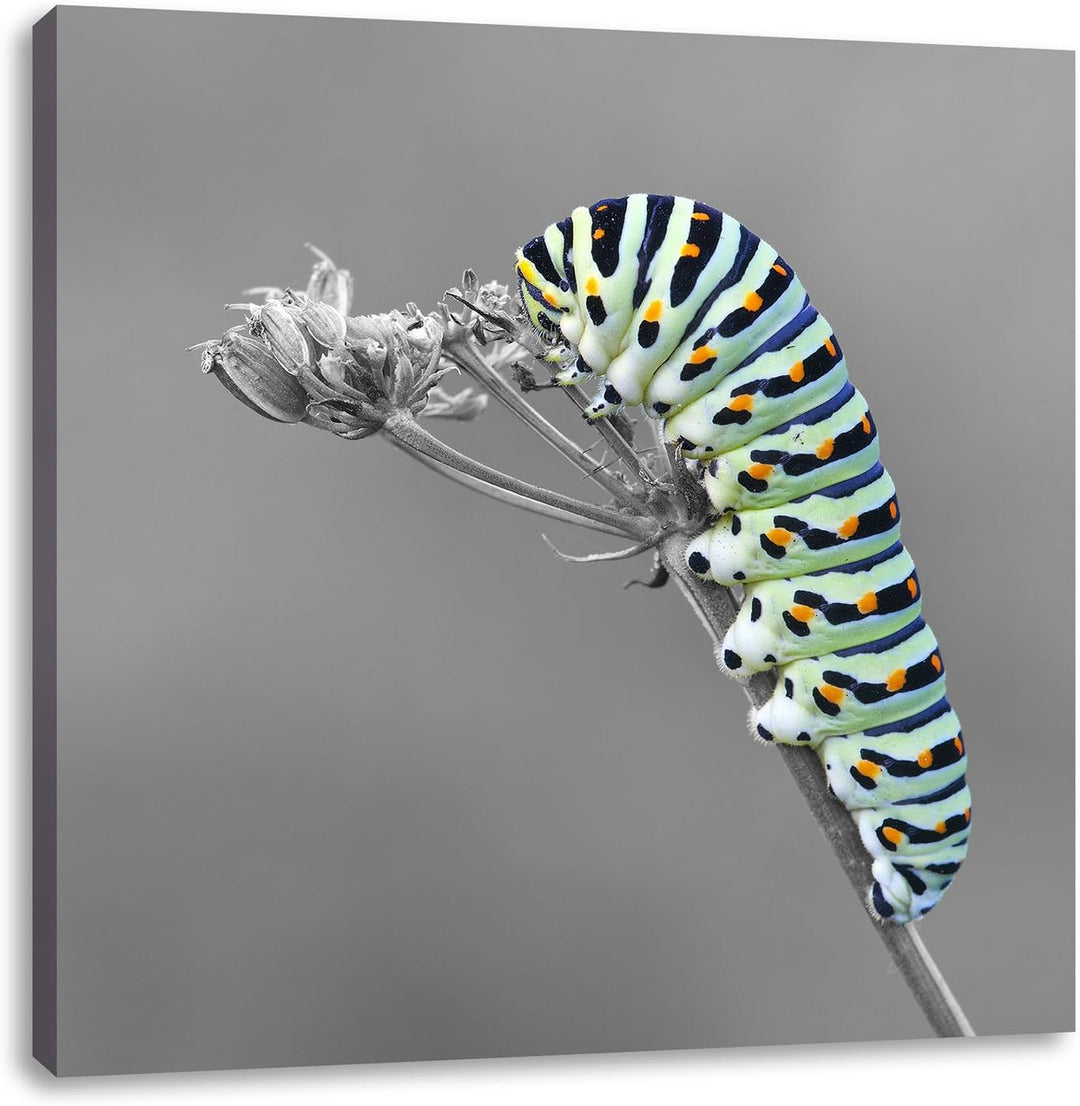 Pixxprint Grüne Raupe auf AST Insekten Urwald Tiere schwarz/weiss, Format: 70x70 auf Leinwand, 70x70