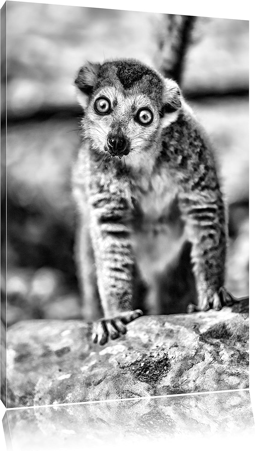 Monocrome, kleiner Sifaka, Format: 100x70 auf Leinwand, XXL riesige Bilder fertig gerahmt mit Keilra