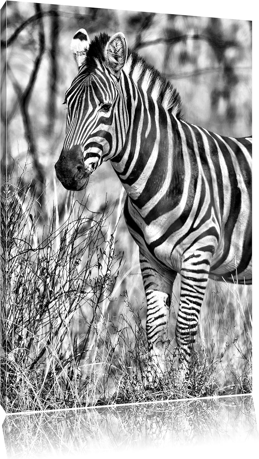 Monocrome, einsames Zebra, Format: 100x70 auf Leinwand, XXL riesige Bilder fertig gerahmt mit Keilra