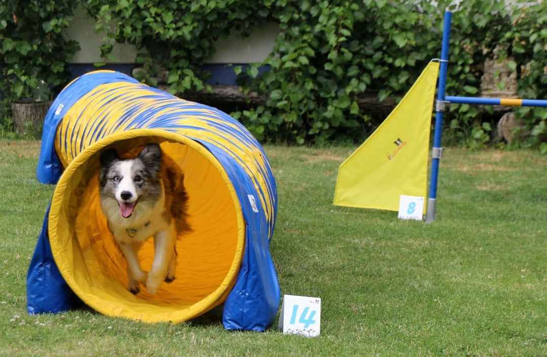 Callieway® Hundesport Agility Set / 6er Kombi Fun & Action Agility Set