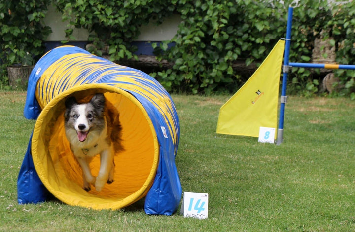Callieway® Hundesport Agility Set / 6er Kombi Fun & Action Agility Set