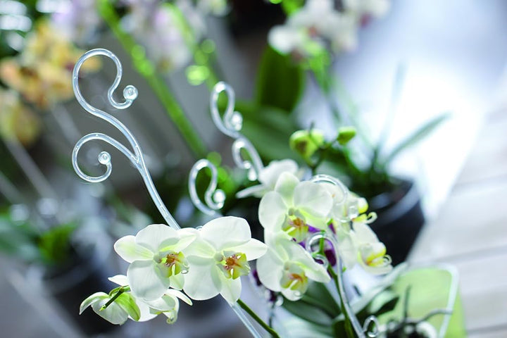 Tymar Orchideenstab, Orchideenunterstützung Kunststoff (58,5 cm, Transparent-Spiral) 58,5 cm Transpa