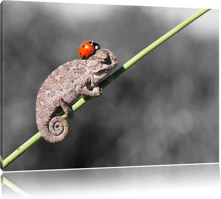 Pixxprint Süsser Gecko mit einem Marienkäfer als Leinwandbild/Grösse: 100x70 cm/Wandbild/Kunstdruck/
