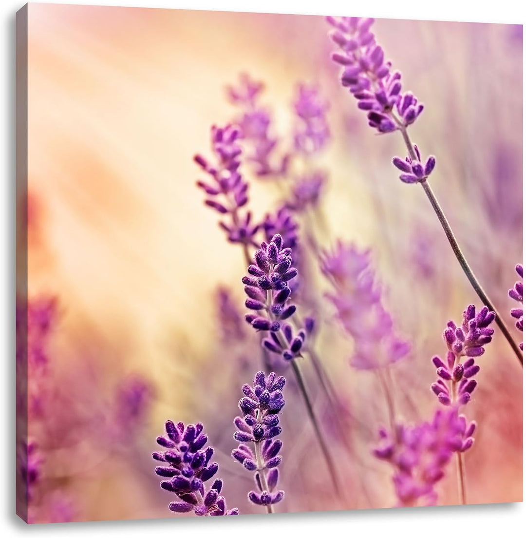 Eleganter Lavendel, Format: 70x70 auf Leinwand, XXL riesige Bilder fertig gerahmt mit Keilrahmen, Ku