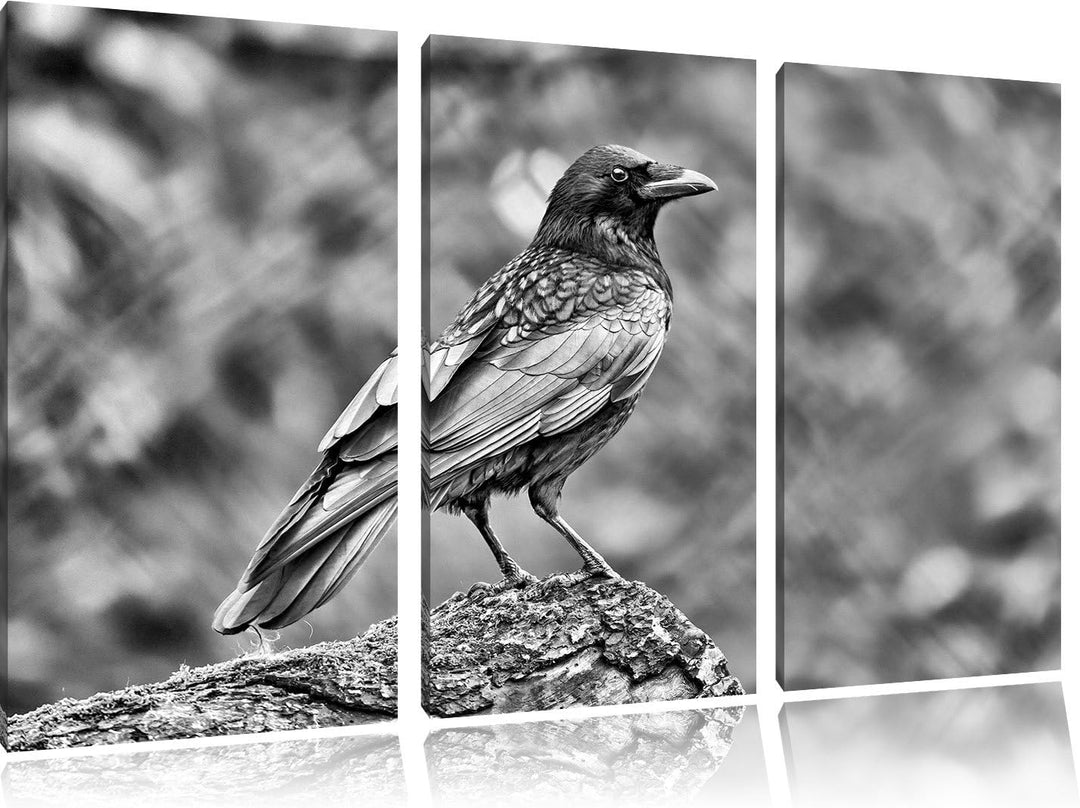 Pixxprint Monocrome, Krähe auf Baumstamm 3-Teiler Leinwandbild 120x80 Bild auf Leinwand