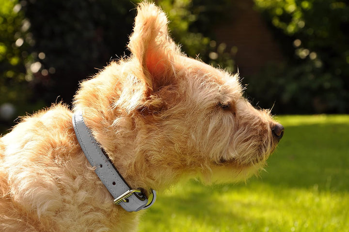 Schnüffelfreunde Halsband für Hunde aus Leder, Hundehalsband für den grossen, mittleren und kleinen